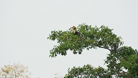 Great-Hornbill,-Buceros-bicornis,-takes-a-ripened-fruit-and-then-tosses-it-up-to-swallow-as-seen-on-top-of-a-fruiting-tree-in-Khao-Yai-National-Park,-Thailand