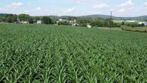 Flying-low-over-a-field-of-corn-and-then-rising-up-at-the-end
