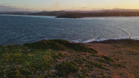 Kolonie-Von-Seevögeln,-Die-Auf-Cook-Island-Nisten,-Mit-Blick-Auf-Fingal-Head-Bei-Sonnenuntergang-In-NSW,-Australien