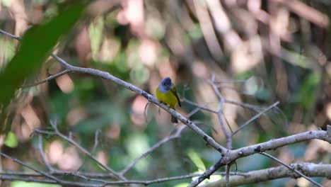 Grey-headed-Canary-flycatcher,-Culicicapa-ceylonensis,-resting-on-a-branch-and-looking-around