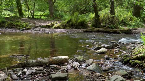 4K-view-of-some-cristal-clear-water-flowing-down-the-Horner-river-and-dividing-in-two-smaller-streams-in-the-Horner-woods-in-the-middle-of-the-national-park-of-exmoor,-30ffs