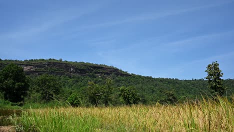 Limestone-mountain-terrace-with-rice-paddies-in-the-foreground-ready-for-harvest