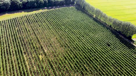 Apfelplantagen-In-Einem-Kent-Feld,-Gesehen-Von-Einer-4K-Drohne