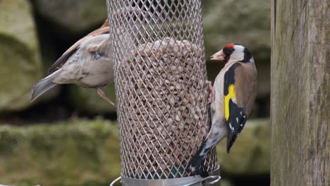 Garden-Sparrow-and-Goldfinch,-feeding-in-an-English-Garden