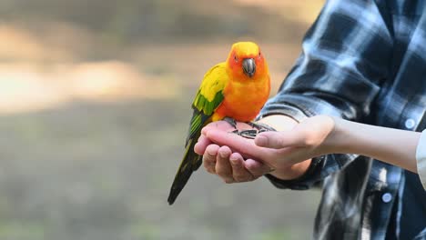 Sun-Conure-parakeet-feeding-in-the-hands-of-two-people-at-an-urban-area