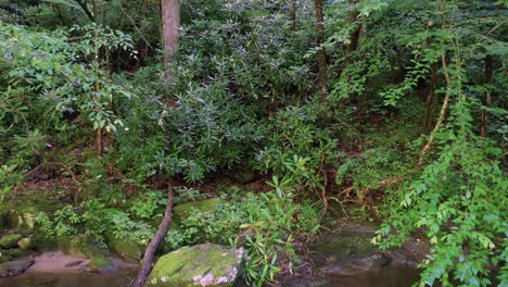 Creek-In-Den-Rauchigen-Bergen-Von-Tennessee