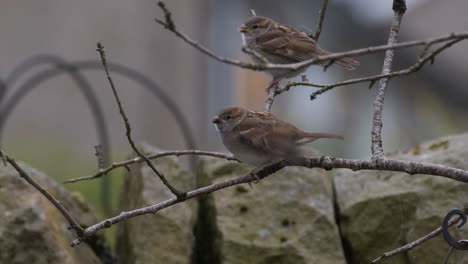 Birds-on-tree-branches-in-a-garden-in-England,-sparrows