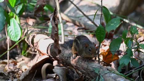 Indochinese-Ground-Squirrel,-Menetes-berdmorei,-hiding-behind-a-swinging-dried-leaf-and-turns-quickly-on-a-fallen-branch-in-the-forest
