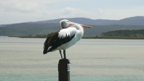 A-pelican-standing-on-a-post-at-Mallacoota,-Victoria,-Australia