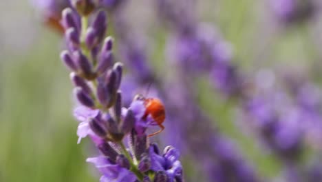 Macro-shot-of-red-bug-on-lavender-flower-at-the-field