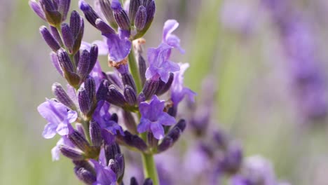 Macro-shot-of-purple-lavender