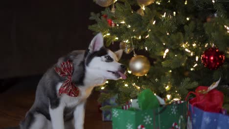 Cute-Husky-Puppy-Wearing-Red-Bow-Licks-Bulb-Ornament-Hanging-From-Christmas-Tree