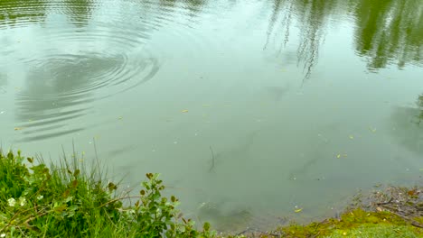 Gold-Bream-on-Surface-of-Pond-with-Bait-by-Fisherman-at-Engish-Fishery-Woodlake's-Park-in-Norwich