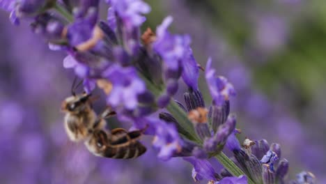 Bee-on-lavender-flower-at-the-field