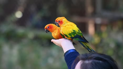 Sun-Conure-parakeets,-three-individuals-feeding-from-the-hand-of-a-person-then-one-flies-by