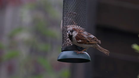 Garden-Sparrow,-feeding-in-an-English-Garden