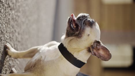 Vertical:-French-Bulldog-on-lead-panting-with-tongue-out,-closeup-arc-shot