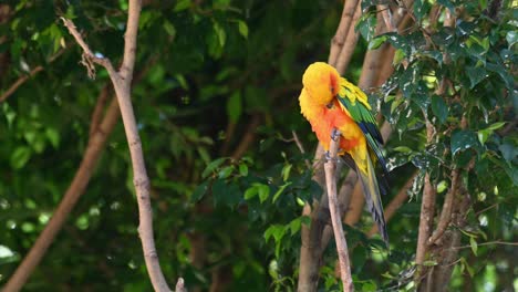 Sun-Parakeet-preening-himself-on-a-branch-in-the-forest