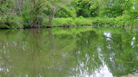 Pan-Del-Histórico-Canal-Hennipen-Con-árboles-A-Lo-Largo-De-La-Orilla-Y-Reflejando-En-Aguas-Tranquilas