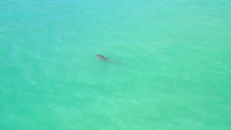 Drohnenvideo-Eines-Delphins,-Der-Bei-Sonnenuntergang-Im-Türkisfarbenen-Wasser-Des-Golfs-Von-Mexiko-Schwimmt