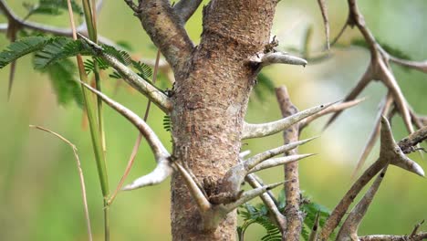 Hormigas-Negras-Corriendo-Arriba-Y-Abajo-En-Un-árbol-De-Guacanaste
