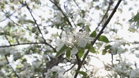 árbol-Frutal-En-Flor-Con-Flores-Blancas-Contra-Un-Cielo-Brillante-Al-Atardecer