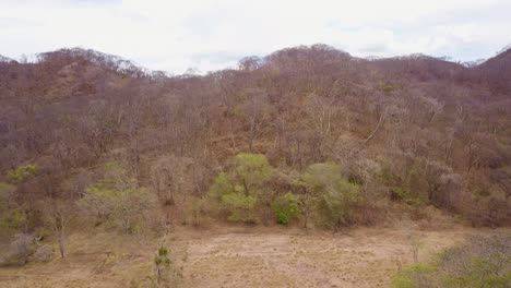 A-forest-of-dry-trees-in-Costa-Rica