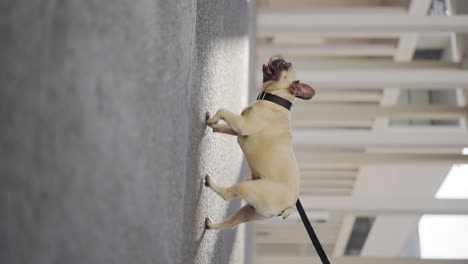 Vertical:-French-Bulldog-walking-through-city-streets-on-lead,-low-closeup-shot