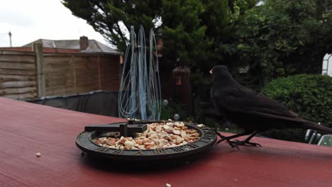 Group-of-common-hungry-British-blackbird-closeup-feeding-from-wooden-platform-in-household-garden