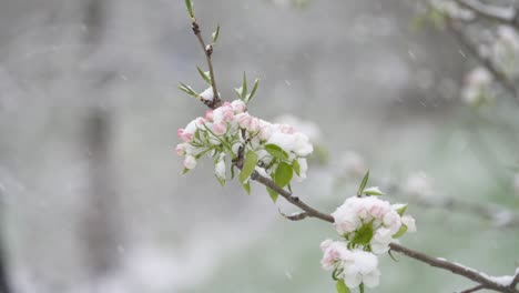 Snow-falling-in-slow-motion-on-white-and-pink-flower-buds-from-a-fruit-tree-in-an-orchard