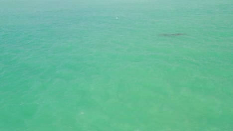 Toma-Aérea-De-Drones-De-2-Delfines-Nadando-En-Aguas-Turquesas-Del-Golfo-De-México