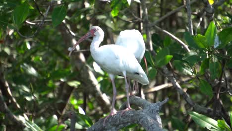 Dos-Pájaros-Ibis-Blancos-Americanos-En-Su-Hábitat-Natural
