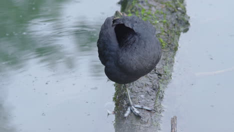 a-bald-coot-sleeping-on-a-branch-in-the-water