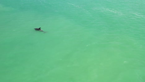 Drone-aerial-shot-of-a-dolphin-swimming-by-a-speed-boat-in-turquoise-water-of-Gulf-of-Mexico-at-sunset