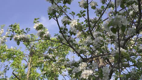Hummeln-Schweben-Herum-Und-Landen-Auf-Weißen-Blüten-Von-Einem-Obstbaum-In-Einem-Obstgarten