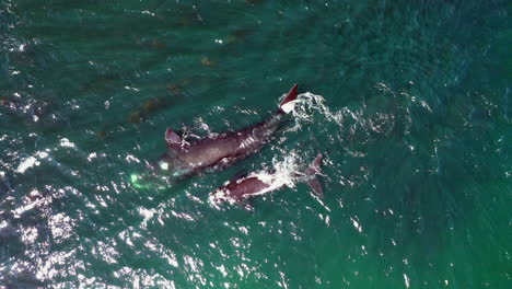 Buckelwale-Mit-Kalb-Schwimmen-Auf-Dem-Tiefblauen-Meer-In-Der-Nähe-Von-Oudekraal-In-Kapstadt,-Südafrika