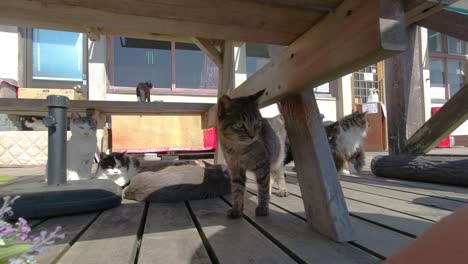 POV-Männchen-Spielt-Mit-Katze-Auf-Der-Gartenterrasse