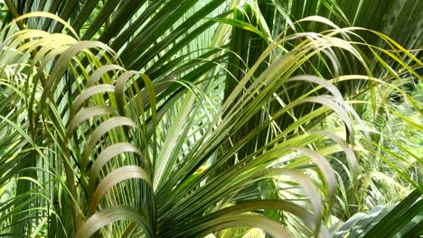 Palms-fronds-blowing-in-the-outdoor-breeze