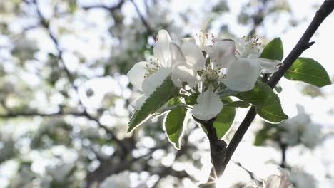 Closeup-of-white-fruit-tree-flowers-with-bright-background-out-of-focus-in-an-orchard