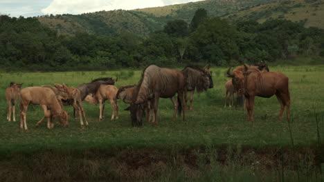Herd-of-wildebeest-outdoors-grassland-grazing-in-Pretoria-South-Africa-safari-wilderness