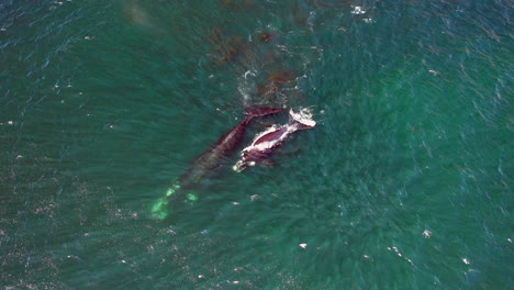 Luftaufnahme-Der-Buckelwalmutter-Mit-Kälberschwimmen-Auf-Dem-Blauen-Meer-In-Der-Nähe-Von-Oudekraal-In-Kapstadt,-Südafrika