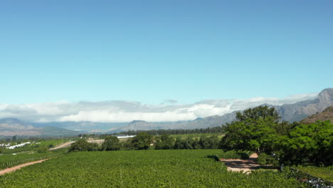Drone-Descend-At-Vineyards-In-Babylonstoren-Wine-Estate-Winery-In-Paarl,-South-Africa