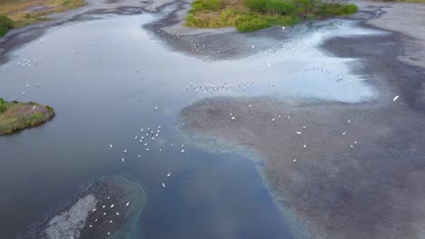 Aerial-drone-shot-:-a-tropical-lagoon,-full-of-white-birds-living-over-the-stagnant-water
