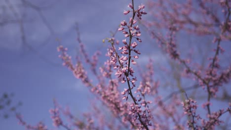 Eastern-Redbud-tree-flowers-against-a-blue-sky