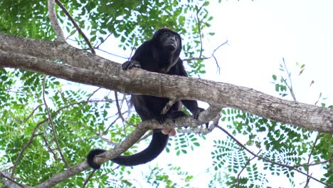 A-magnificent-specimen-of-a-Mantled-Howler-monkey-,-resting-on-a-branch,-looking-around