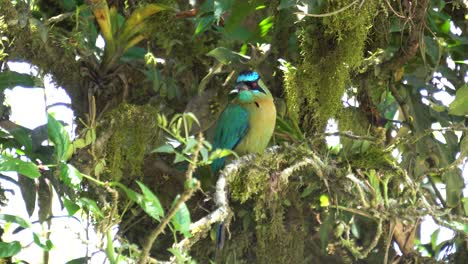 Ein-Süßer-Amazonischer-Motmot-Vogel,-Der-Still-Auf-Einem-Ast-Steht-Und-Die-Umgebung-Beobachtet