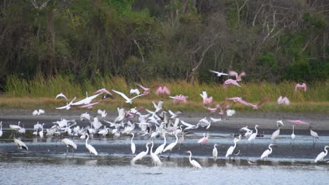 A-flock-of-white-herons-on-a-beach-in-Costa-Rica,-flying-together,-scared-by-something