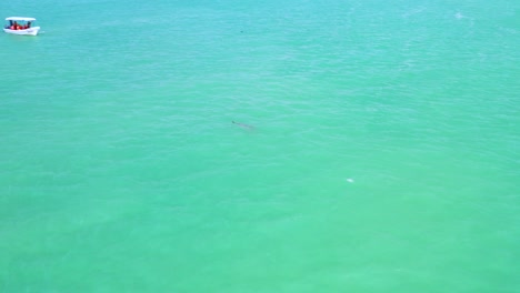 Drone-aerial-shot-of-dolphins-swimming-by-a-speed-boat-in-turquoise-water-of-Gulf-of-Mexico-at-sunset