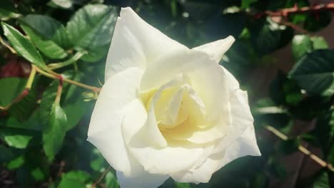 A-beautiful-white-rose-next-to-a-sidewalk-in-a-quiet-suburban-setting