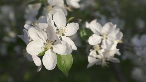 A-fruit-tree-in-bloom-during-springtime-with-white-flower-petals-in-an-orchard